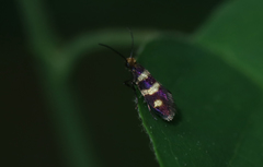 Micropterix aureatella