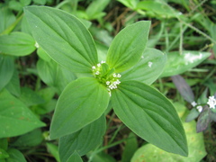 Spermacoce latifolia