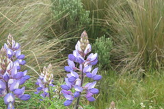 Lupinus gibertianus