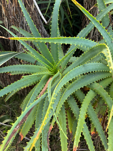 Aloe arborescens observed 2026-02-18