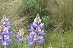 Lupinus gibertianus