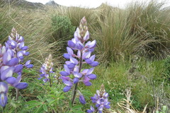 Lupinus gibertianus