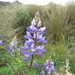 Lupinus gibertianus - Photo (c) Gabriel Völker Lacerda, some rights reserved (CC BY-NC), uploaded by Gabriel Völker Lacerda