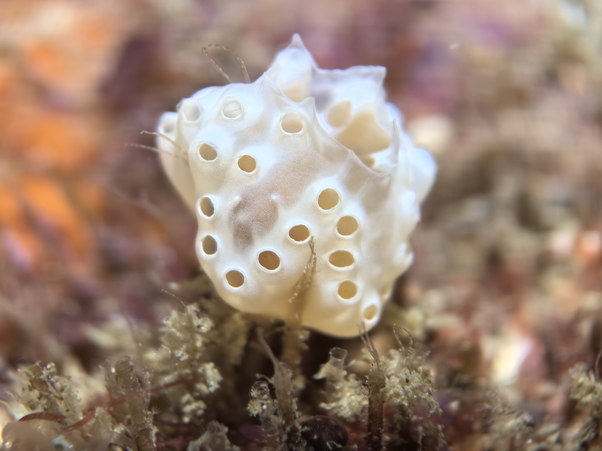 Didemnum conchyliatum (Sluiter, 1898)