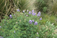Lupinus gibertianus