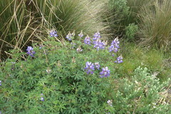Lupinus gibertianus