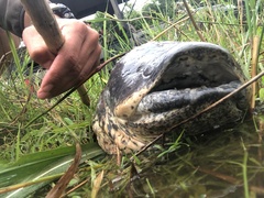 Protopterus aethiopicus