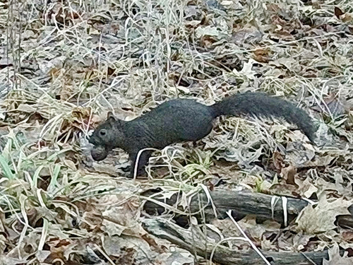 Eastern Gray Squirrel