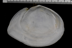 Macoma