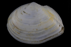 Macoma