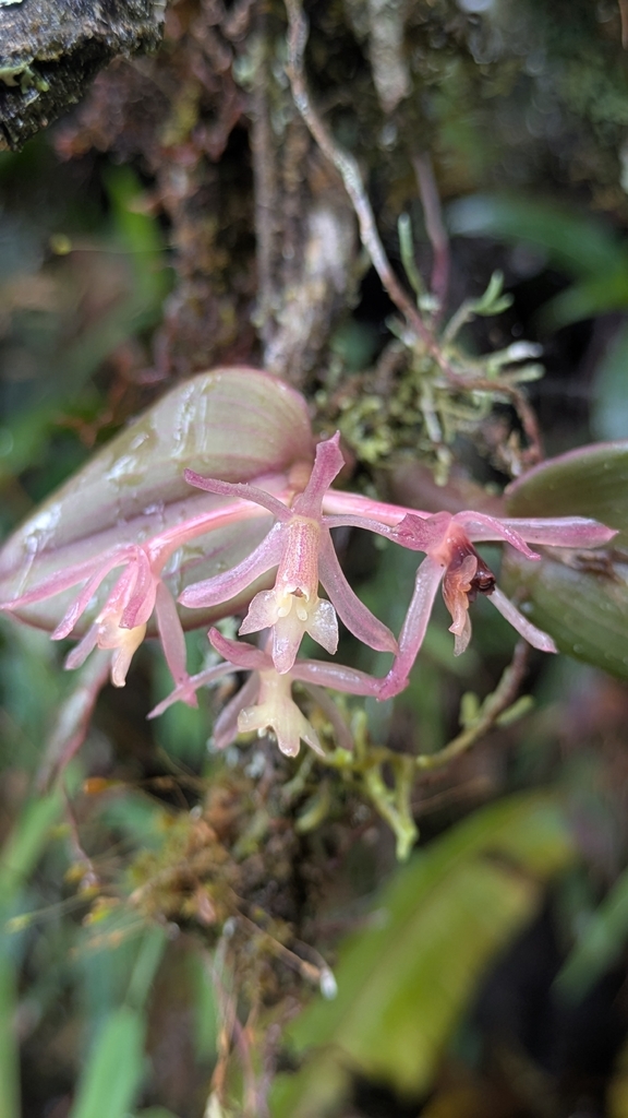 Epidendrum jajense