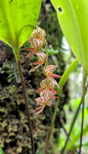 Pleurothallis lindenii, photograph 5