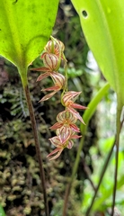 Pleurothallis lindenii, photograph (c) Thibaud Aronson, some rights reserved (CC BY-SA)