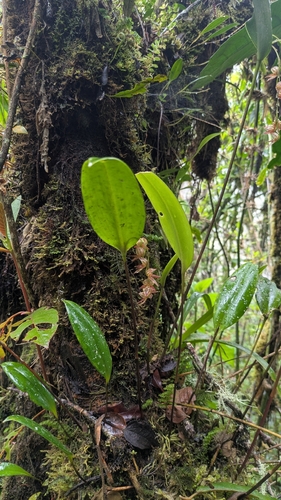 Pleurothallis lindenii, photograph 6