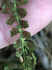 Asplenium viride image