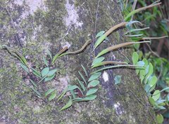 Lemmaphyllum microphyllum