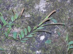 Lemmaphyllum microphyllum