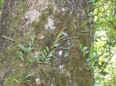 Lemmaphyllum microphyllum