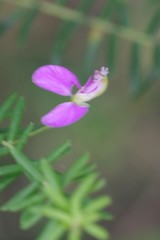 Polygala gazensis