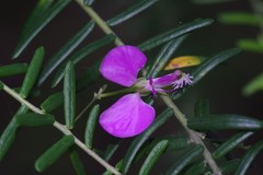 Polygala gazensis