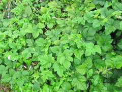 Rubus × idaeoides