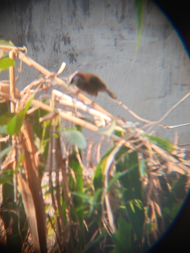 Streak-breasted Scimitar-Babbler