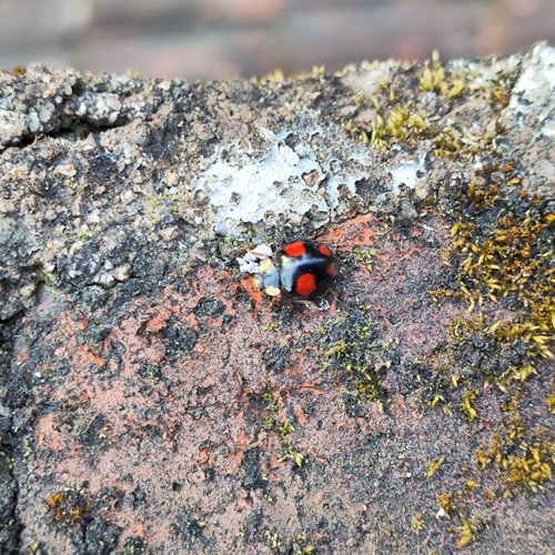 Asian Lady Beetle