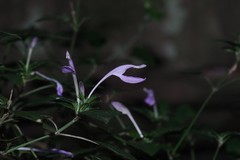 Isoglossa hypoestiflora