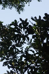 Cussonia nicholsonii