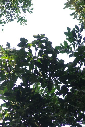 Cussonia nicholsonii Strey 3