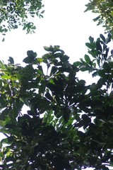 Cussonia nicholsonii
