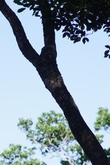 Cussonia nicholsonii
