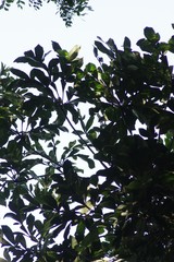 Cussonia nicholsonii