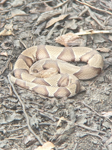 Eastern Copperhead