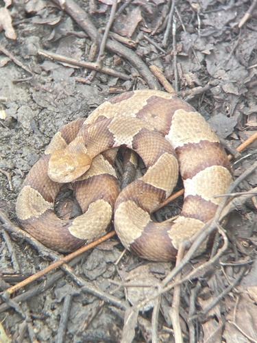 Broad-banded Copperhead