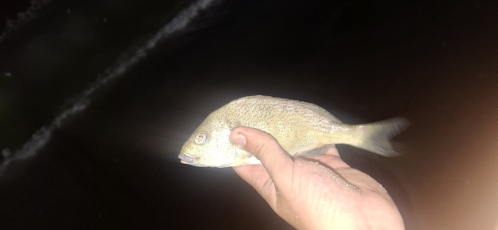 Corocoro grunt (Orthopristis ruber) — Haemulidae