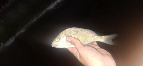Corocoro grunt (Orthopristis ruber) — Haemulidae