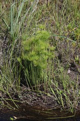 Cyperus prolifer