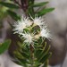 Syzygium pondoense - Photo (c) Craig Peter, μερικά δικαιώματα διατηρούνται (CC BY-NC), uploaded by Craig Peter