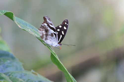 Butterflies of Ecuador