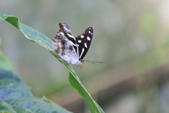 Catonephele mexicana
