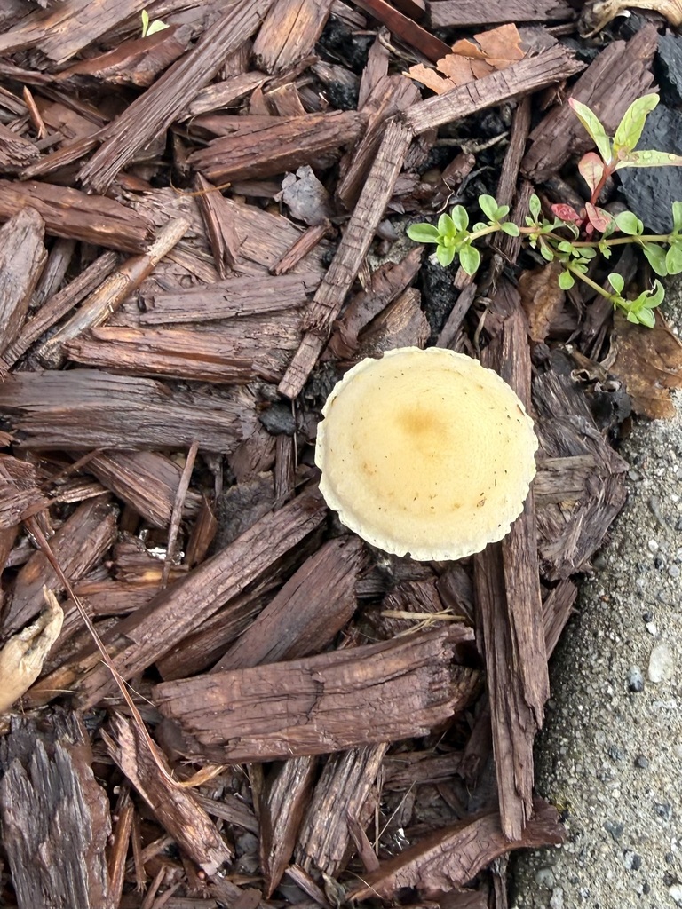 Leratiomyces percevalii · February 2026 · photo: © lazarus (iNaturalist, cc-by)