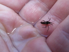 Velia gridellii