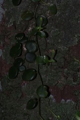 Peperomia bangroana