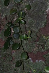 Peperomia bangroana