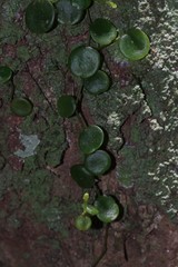 Peperomia bangroana