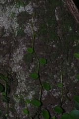 Peperomia bangroana