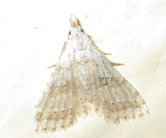 Alucitidae