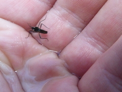 Velia gridellii