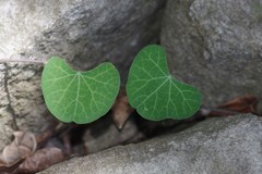 Cissampelos torulosa